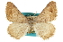  (Digrammia extenuata - CCDB-20800-F06)  @11 [ ] CreativeCommons - Attribution (2012) CBG Photography Group Centre for Biodiversity Genomics