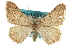  ( - CCDB-20800-F09)  @11 [ ] CreativeCommons - Attribution (2012) CBG Photography Group Centre for Biodiversity Genomics