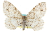  (Digrammia quadrinotaria - CCDB-20800-F10)  @14 [ ] CreativeCommons - Attribution (2012) CBG Photography Group Centre for Biodiversity Genomics