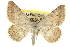  ( - CCDB-20800-F12)  @15 [ ] CreativeCommons - Attribution (2012) CBG Photography Group Centre for Biodiversity Genomics