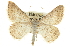  (Digrammia sublacteolata - CCDB-20800-G01)  @15 [ ] CreativeCommons - Attribution (2012) CBG Photography Group Centre for Biodiversity Genomics