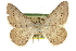  ( - CCDB-20800-G02)  @14 [ ] CreativeCommons - Attribution (2012) CBG Photography Group Centre for Biodiversity Genomics