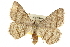  ( - CCDB-20800-G06)  @14 [ ] CreativeCommons - Attribution (2012) CBG Photography Group Centre for Biodiversity Genomics