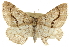  ( - CCDB-20800-G08)  @13 [ ] CreativeCommons - Attribution (2012) CBG Photography Group Centre for Biodiversity Genomics
