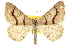  (Digrammia rippertaria - CCDB-20800-G09)  @15 [ ] CreativeCommons - Attribution (2012) CBG Photography Group Centre for Biodiversity Genomics