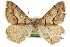  ( - CCDB-20800-G11)  @15 [ ] CreativeCommons - Attribution (2012) CBG Photography Group Centre for Biodiversity Genomics