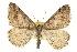  (Digrammia hebetata - CCDB-20800-G12)  @15 [ ] CreativeCommons - Attribution (2012) CBG Photography Group Centre for Biodiversity Genomics