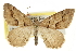  (Digrammia plemmelata - CCDB-20800-H02)  @14 [ ] CreativeCommons - Attribution (2012) CBG Photography Group Centre for Biodiversity Genomics