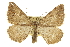  (Digrammia spinata - CCDB-20800-H06)  @15 [ ] CreativeCommons - Attribution (2012) CBG Photography Group Centre for Biodiversity Genomics