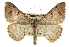  (Digrammia yavapai - CCDB-20800-H09)  @15 [ ] CreativeCommons - Attribution (2012) CBG Photography Group Centre for Biodiversity Genomics