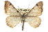  ( - CCDB-20284-A01)  @15 [ ] CreativeCommons - Attribution (2013) CBG Photography Group Centre for Biodiversity Genomics