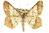  (Psamatodes everiata - CCDB-20284-B10)  @15 [ ] CreativeCommons - Attribution (2013) CBG Photography Group Centre for Biodiversity Genomics