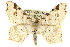 ( - CCDB-20284-C01)  @11 [ ] CreativeCommons - Attribution (2013) CBG Photography Group Centre for Biodiversity Genomics