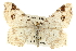  ( - CCDB-20284-C03)  @11 [ ] CreativeCommons - Attribution (2013) CBG Photography Group Centre for Biodiversity Genomics