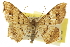  ( - CCDB-20284-D03)  @13 [ ] CreativeCommons - Attribution (2013) CBG Photography Group Centre for Biodiversity Genomics