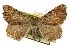  ( - CCDB-20284-E09)  @11 [ ] CreativeCommons - Attribution (2013) CBG Photography Group Centre for Biodiversity Genomics