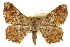  ( - CCDB-20284-E12)  @11 [ ] CreativeCommons - Attribution (2013) CBG Photography Group Centre for Biodiversity Genomics