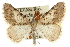  (Digrammia colorata - CCDB-20284-F11)  @15 [ ] CreativeCommons - Attribution (2013) CBG Photography Group Centre for Biodiversity Genomics