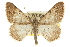  (Digrammia pervolata - CCDB-20284-G03)  @15 [ ] CreativeCommons - Attribution (2013) CBG Photography Group Centre for Biodiversity Genomics