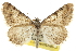  (Digrammia sp - CCDB-20284-G08)  @15 [ ] CreativeCommons - Attribution (2013) CBG Photography Group Centre for Biodiversity Genomics