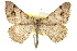  ( - CCDB-20284-H01)  @11 [ ] CreativeCommons - Attribution (2013) CBG Photography Group Centre for Biodiversity Genomics