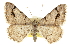  (Digrammia sexpunctata - CCDB-20284-H02)  @15 [ ] CreativeCommons - Attribution (2013) CBG Photography Group Centre for Biodiversity Genomics