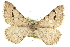  ( - CCDB-20284-H04)  @11 [ ] CreativeCommons - Attribution (2013) CBG Photography Group Centre for Biodiversity Genomics