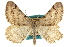  (Digrammia ubiquitata - CCDB-20284-H06)  @14 [ ] CreativeCommons - Attribution (2013) CBG Photography Group Centre for Biodiversity Genomics