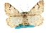  ( - CCDB-20284-H10)  @12 [ ] CreativeCommons - Attribution (2013) CBG Photography Group Centre for Biodiversity Genomics