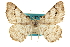  ( - CCDB-20284-H11)  @11 [ ] CreativeCommons - Attribution (2013) CBG Photography Group Centre for Biodiversity Genomics