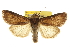  ( - CCDB-20286-A02)  @11 [ ] CreativeCommons - Attribution (2013) CBG Photography Group Centre for Biodiversity Genomics