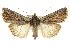  ( - CCDB-20286-A06)  @11 [ ] CreativeCommons - Attribution (2013) CBG Photography Group Centre for Biodiversity Genomics
