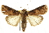  (Agrotis apicalis - CCDB-20286-D07)  @15 [ ] CreativeCommons - Attribution (2013) CBG Photography Group Centre for Biodiversity Genomics
