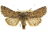  (Orthosia terminata - CCDB-20286-E01)  @15 [ ] CreativeCommons - Attribution (2013) CBG Photography Group Centre for Biodiversity Genomics