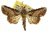  (Paectes acutangula - CCDB-20286-E03)  @15 [ ] CreativeCommons - Attribution (2013) CBG Photography Group Centre for Biodiversity Genomics