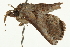  ( - CCDB-20286-E06)  @13 [ ] CreativeCommons - Attribution (2013) CBG Photography Group Centre for Biodiversity Genomics