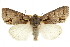  (Acronicta falcula - CCDB-20286-F09)  @15 [ ] CreativeCommons - Attribution (2013) CBG Photography Group Centre for Biodiversity Genomics