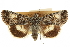  ( - CCDB-20286-H05)  @11 [ ] CreativeCommons - Attribution (2013) CBG Photography Group Centre for Biodiversity Genomics