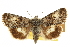  ( - CCDB-20286-H06)  @11 [ ] CreativeCommons - Attribution (2013) CBG Photography Group Centre for Biodiversity Genomics