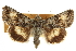  ( - CCDB-20286-H07)  @11 [ ] CreativeCommons - Attribution (2013) CBG Photography Group Centre for Biodiversity Genomics