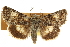  ( - CCDB-20286-H08)  @11 [ ] CreativeCommons - Attribution (2013) CBG Photography Group Centre for Biodiversity Genomics