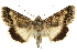  ( - CCDB-20286-H09)  @15 [ ] CreativeCommons - Attribution (2013) CBG Photography Group Centre for Biodiversity Genomics