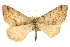  ( - CCDB-20283-A12)  @11 [ ] CreativeCommons - Attribution (2013) CBG Photography Group Centre for Biodiversity Genomics