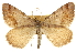  ( - CCDB-20283-B01)  @11 [ ] CreativeCommons - Attribution (2013) CBG Photography Group Centre for Biodiversity Genomics