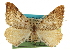  ( - CCDB-20283-C12)  @13 [ ] CreativeCommons - Attribution (2013) CBG Photography Group Centre for Biodiversity Genomics