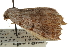  ( - CCDB-20283-D02)  @11 [ ] CreativeCommons - Attribution (2013) CBG Photography Group Centre for Biodiversity Genomics