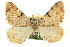  ( - CCDB-20283-D04)  @13 [ ] CreativeCommons - Attribution (2013) CBG Photography Group Centre for Biodiversity Genomics