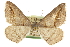  ( - CCDB-20801-A01)  @11 [ ] CreativeCommons - Attribution (2013) CBG Photography Group Centre for Biodiversity Genomics