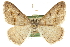  ( - CCDB-20801-A02)  @11 [ ] CreativeCommons - Attribution (2013) CBG Photography Group Centre for Biodiversity Genomics