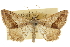  (Digrammia fieldi - CCDB-20801-A04)  @11 [ ] CreativeCommons - Attribution (2013) CBG Photography Group Centre for Biodiversity Genomics